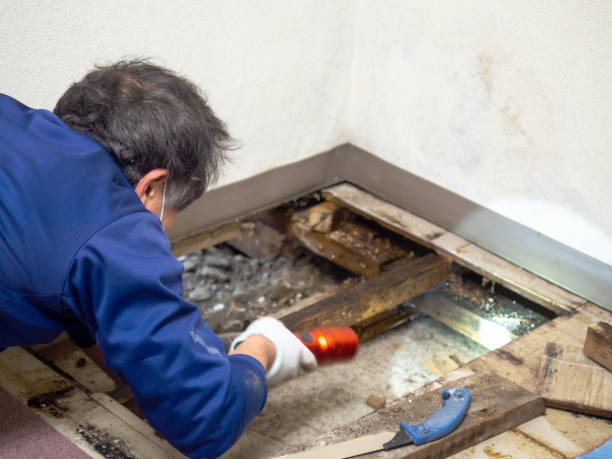 Best Basement Mold Remediation in Laurel Springs, NJ