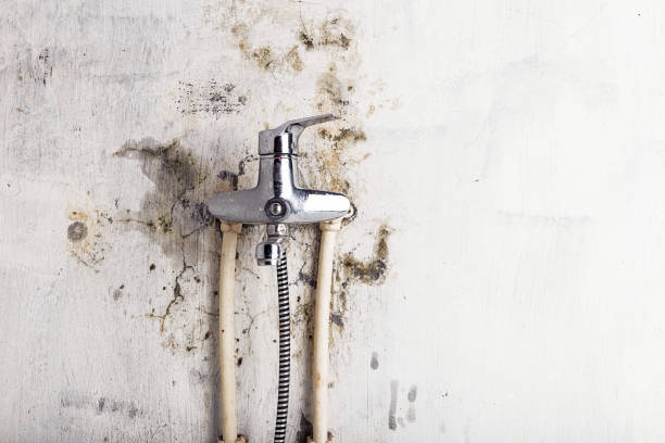 Best Preventive Mold Services in Laurel Springs, NJ
