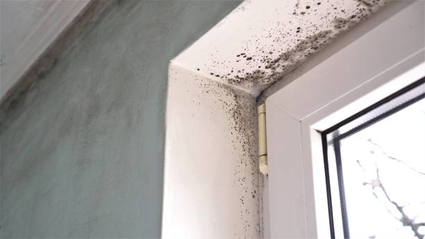 Best Insurance-Related Mold Remediation in Laurel Springs, NJ