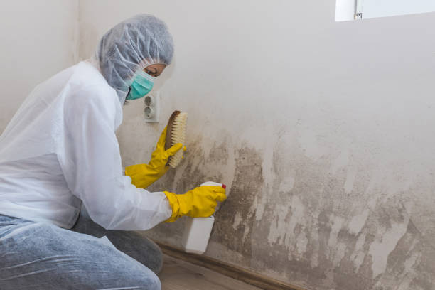 Best DIY Mold Remediation Support Services in Laurel Springs, NJ