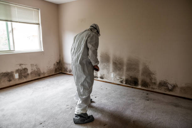 Best Black Mold Remediation in Laurel Springs, NJ