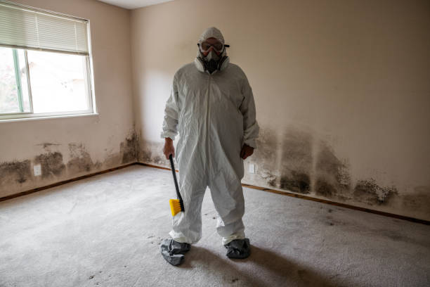 Best Insurance-Related Mold Remediation in Laurel Springs, NJ