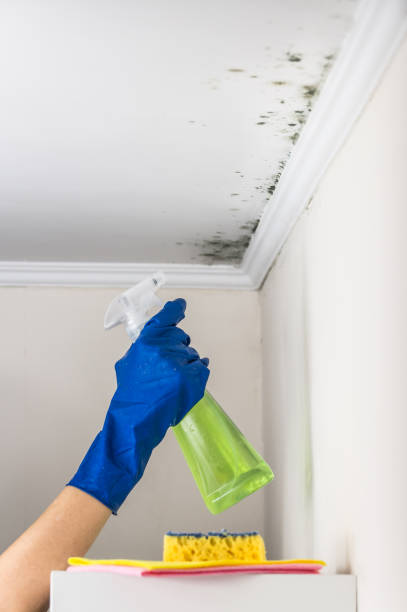 Best Post-Flood Mold Remediation in Laurel Springs, NJ