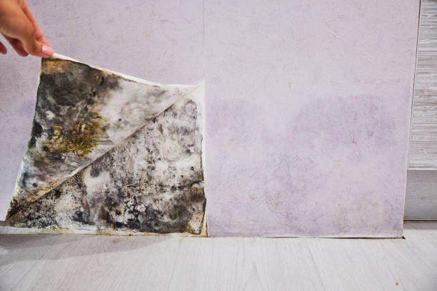 Best Basement Mold Remediation in Laurel Springs, NJ